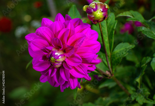 Beautiful bright pink-purple dahlia flower close-up picture