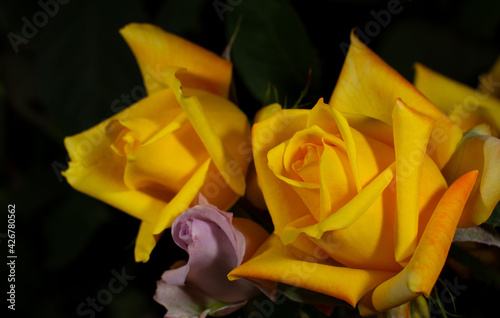 Beautiful yellow roses close-up picture