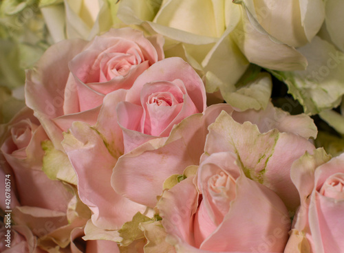 Beautiful pink roses close-up picture