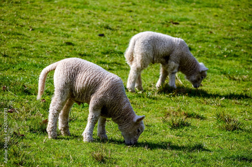 Sheep at One Tree Hill in Auckland, New Zealand Sheep at One Tree Hill in Auckland, New Zealand