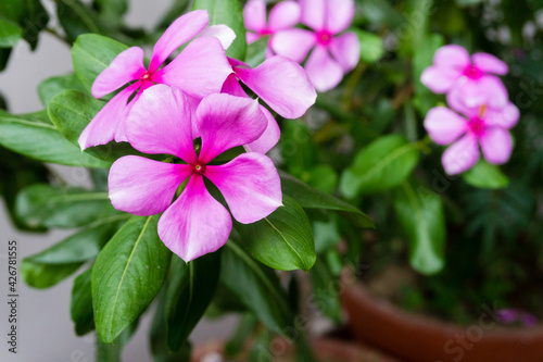 Madagascar Periwinkle  Catharanthus roseus  commonly known as bright eyes is a species of flowering plant in the family Apocynaceae.