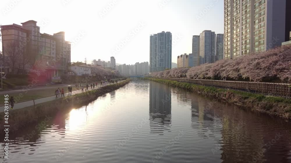 Cherry Brossom Blooming in Oncheoncheon Stream, Busan, South Korea, Asia. Cherry Brossom Blooming in Oncheoncheon Stream, Busan, South Korea, Asia.