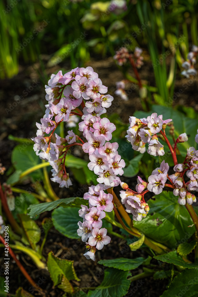 2021-04-09 A BRANCH OF PURPLE BERGENIA IN FULL BLOOM 2021-04-09 A BRANCH OF PURPLE BERGENIA IN FULL BLOOM