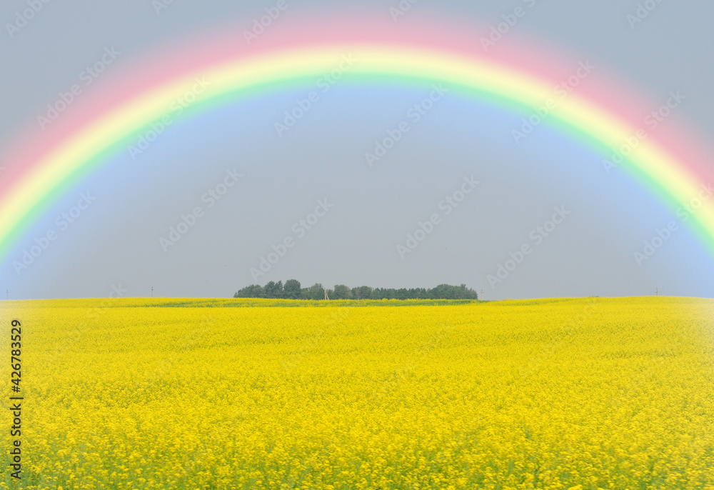 rainbow over field rainbow over field