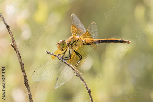 Band-winged Meadowhawk on a Branch