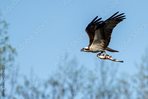 Osprey in Flight with fish in it's talons