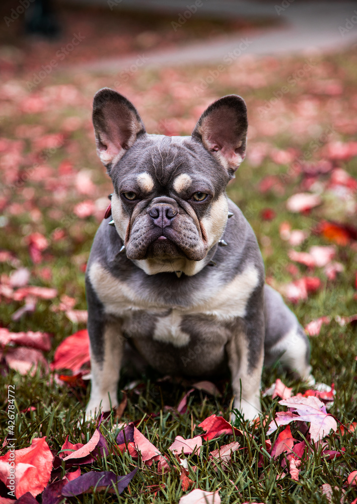 French Bulldog with fall leaves