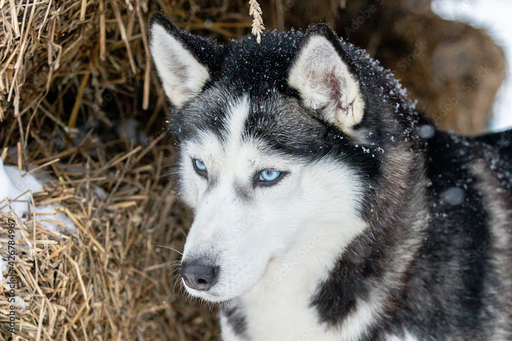 Obraz premium Portrait of a Siberian husky, friendship forever. Pet. Husky