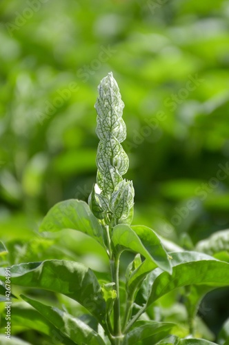 fresh green clerodendrum serratum plant in nature garden photo
