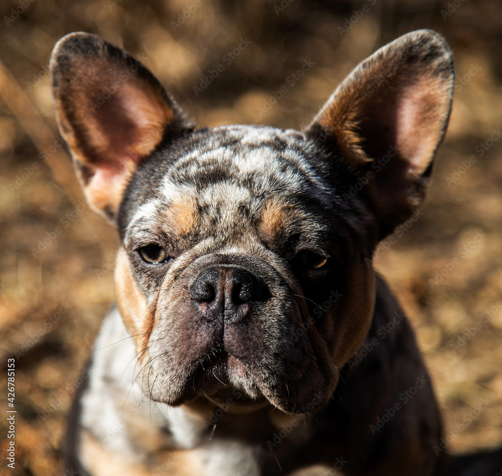 Multi color french bulldog close up 