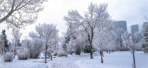 Frosty winter day in Calgary city park