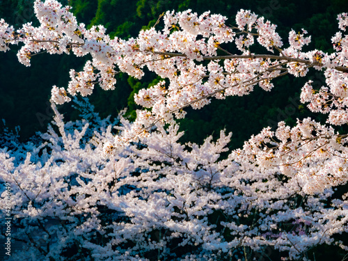 山の桜