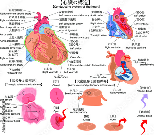 心臓　構造　イラスト