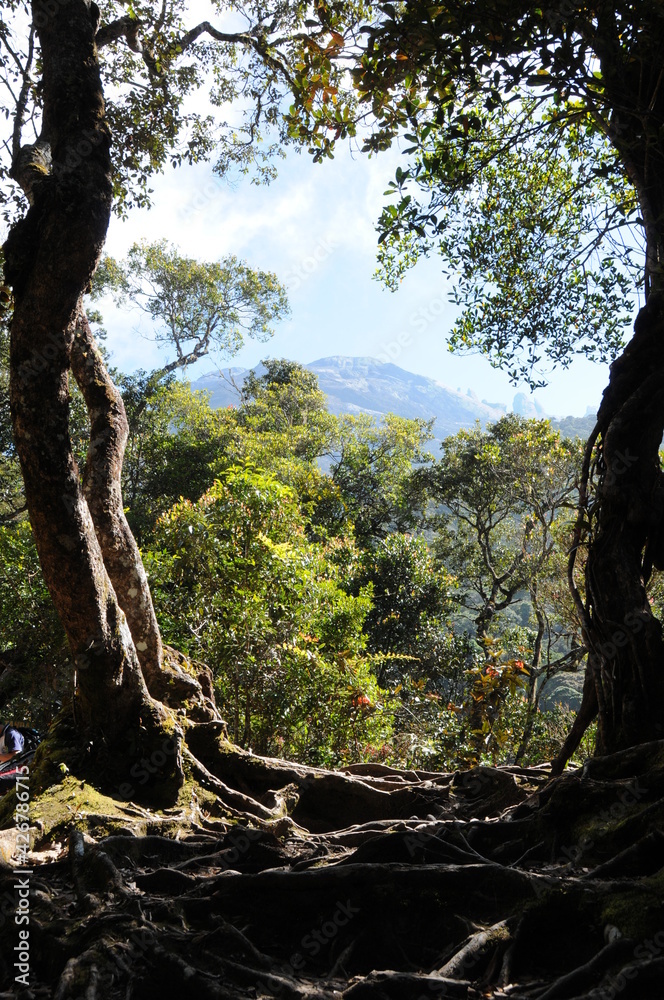 Fototapeta premium ボルネオ、キナバル山の登山道