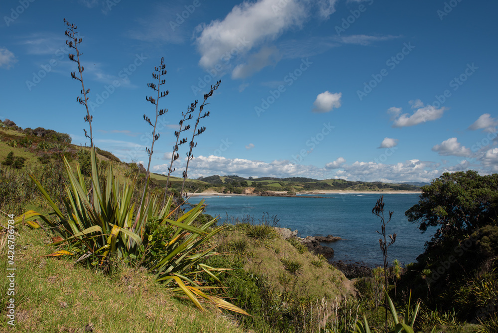 View of the coast at Tawharanui Regional Park, Auckland, New Zealand, on a sunny day. Flax plant with seed heads in the foreground. View of the coast at Tawharanui Regional Park, Auckland, New Zealand, on a sunny day. Flax plant with seed heads in the foreground.