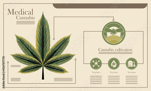 Medical cannabis concept illustrated infographic 