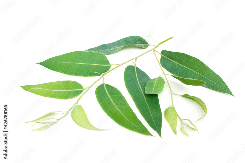 Eucalyptus leaves isolated on white background.