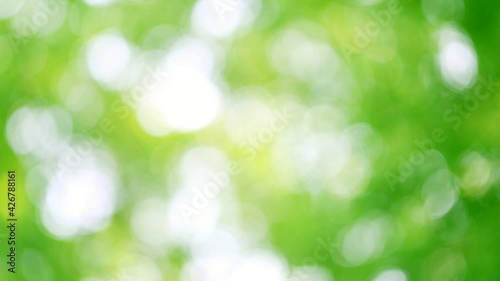 Beautiful blurry green and blue nature background, Sunlight shining through the leaves of trees, Natural blurred background, Abstract nature background, nature green bokeh