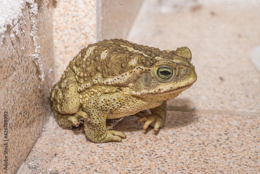 Obraz premium toad on the floor , in the house