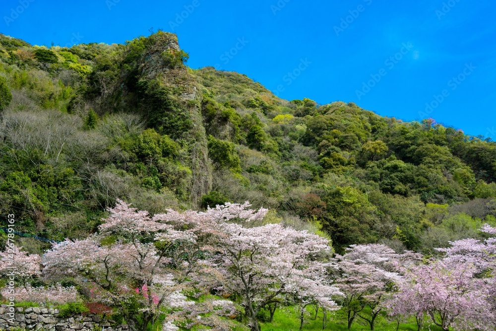仙の岩の桜 仙の岩の桜