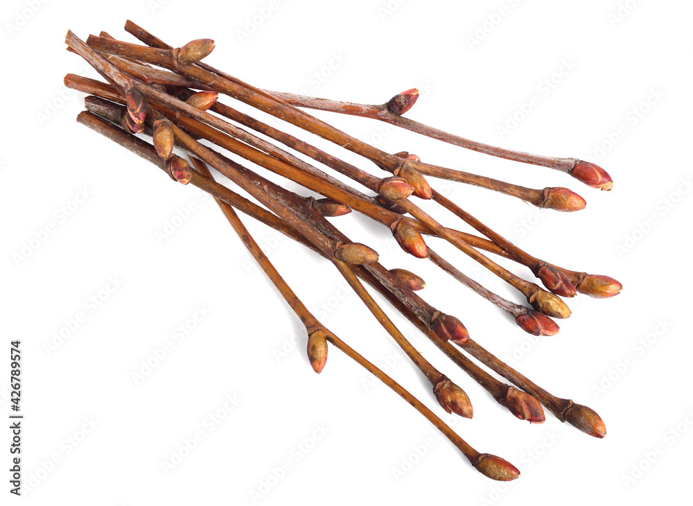 Tilia Tree Buds on Twigs as Collected Early Spring. Also known as Linden, Basswood, Lime Tree or Bush. Isolated on White. Tilia Tree Buds on Twigs as Collected Early Spring. Also known as Linden, Basswood, Lime Tree or Bush. Isolated on White.