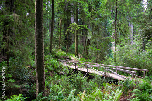 Old Wooden Bridge above Creek in Redwood Forest - Jedediah Smith Redwoods State Park  California  USA 