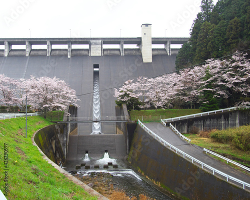 Nara,Japan-March 28, 2021: Tailwater from Hase Dam with Cherry blossoms in the rain in Nara
 photo