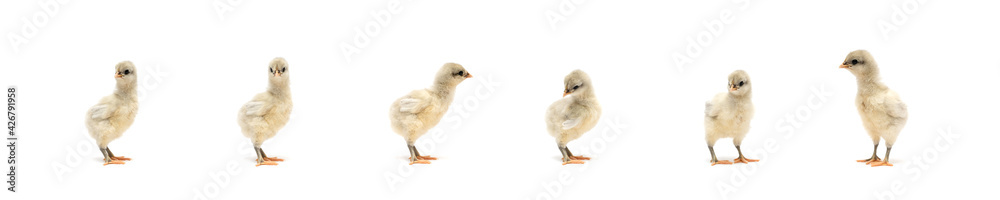 Isolated Little Rhode Island White baby chicken team stand in a row on solid white clear background in studio light.