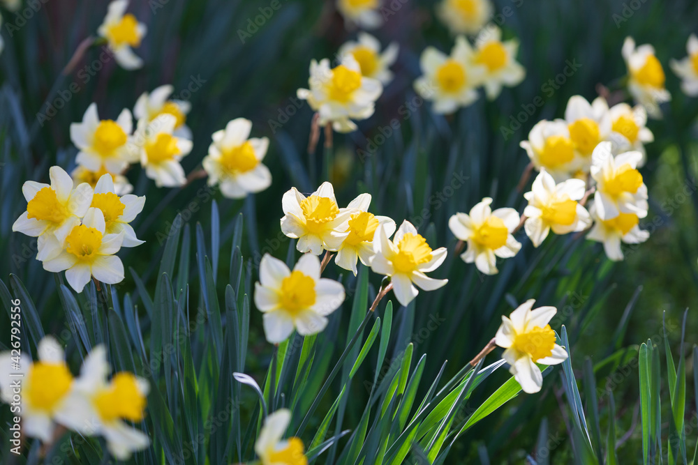 Daffodil scenery in a rural traditional house Daffodil scenery in a rural traditional house
