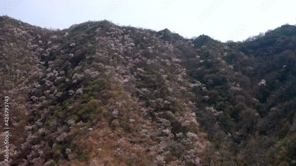 Aerial photos of apricot blossom in spring in Beijing Aerial photos of apricot blossom in spring in Beijing