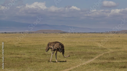 The brown ostrich grazes in the endless savannah of Africa, on yellow grass. Long legs, curved neck. Against the background of the cloudy sky, the outlines of the mountains. Kenya. Amboseli park