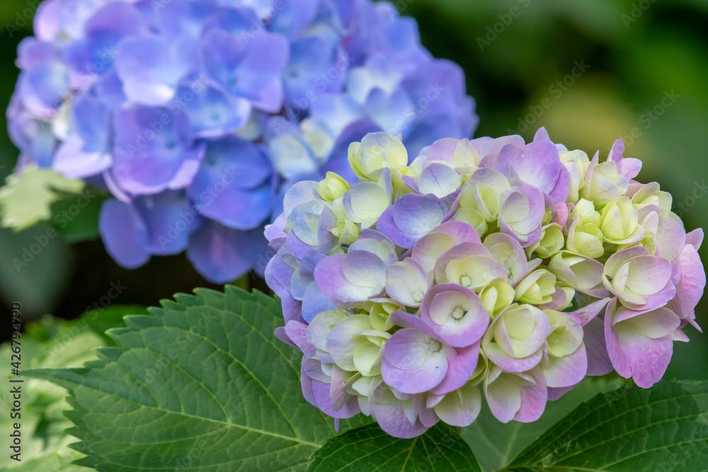 紫陽花 紫陽花