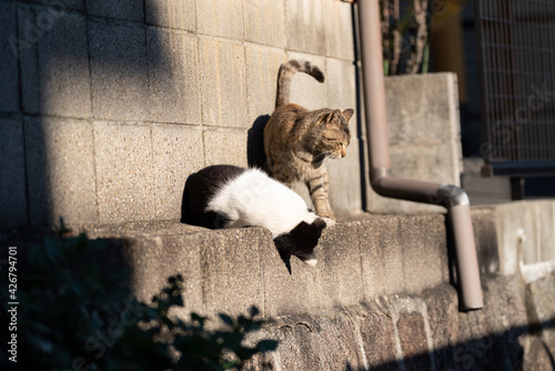 Fototapeta Naklejka Na Ścianę i Meble -  じゃれ合う二匹の猫
