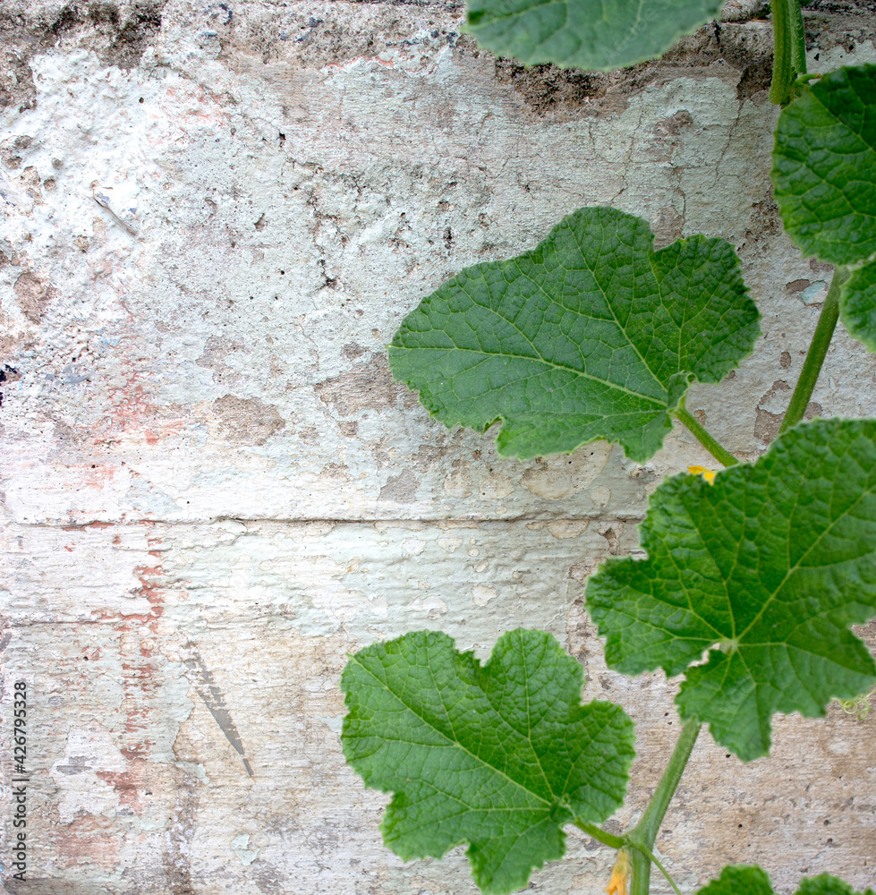 green ivy and the old wall near construction place background crop photo green ivy and the old wall near construction place background crop photo