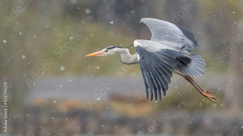 Foto The grey heron in the snow (Ardea cinerea)