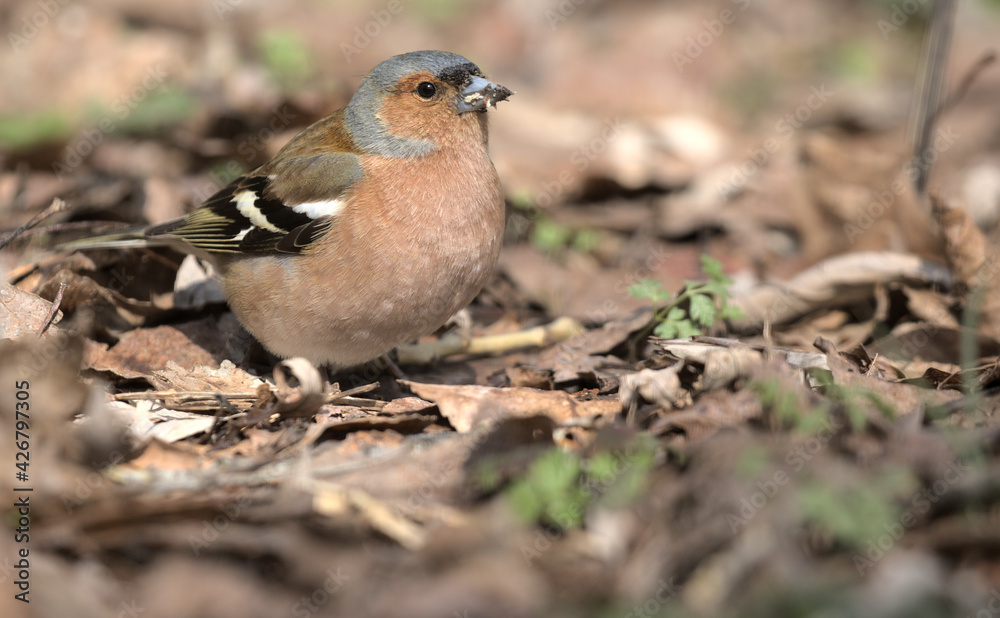 A small forest songbird with reddish sides. Chaffinch, a colorful bird sitting in last year's foliage and looking at the photographer. City birds. Blurred background. Close-up. Wild nature. A small forest songbird with reddish sides. Chaffinch, a colorful bird sitting in last year's foliage and looking at the photographer. City birds. Blurred background. Close-up. Wild nature.