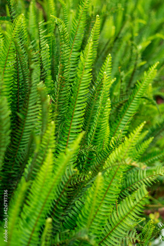 fern leaves