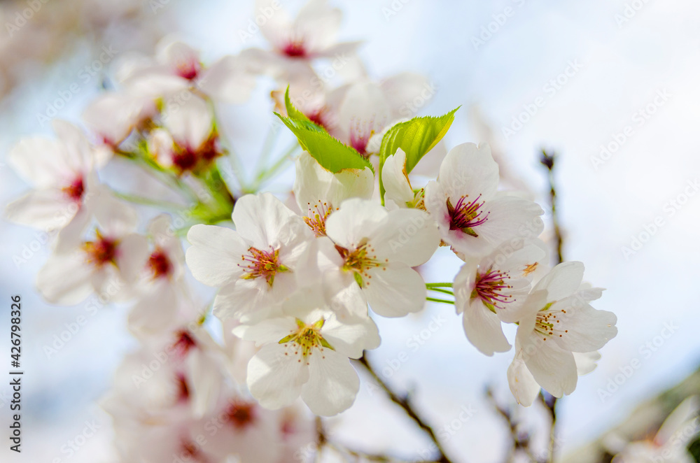 Beautiful full bloom Sakura in spring time in Kyoto Japan. Beautiful full bloom Sakura in spring time in Kyoto Japan.