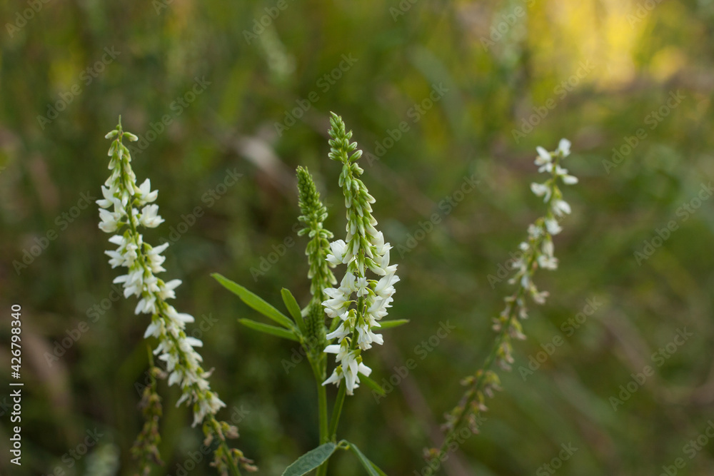 Flowers of white melilotus (Melilotus albus) on a background of green grass. Two-year-old poisonous medicinal plant, honey plant Flowers of white melilotus (Melilotus albus) on a background of green grass. Two-year-old poisonous medicinal plant, honey plant