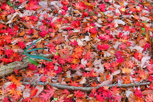公園の地面にいっぱいに落ちた紅葉と枯れ葉の風景5