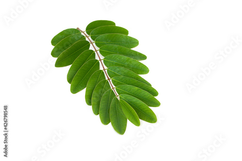 Senna siamea leaves isolated on white background.