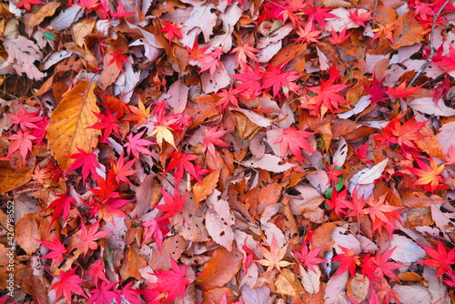公園の地面にいっぱいに落ちた紅葉と枯れ葉の風景4