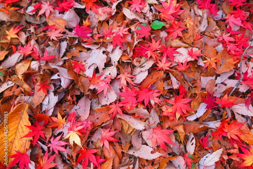 公園の地面にいっぱいに落ちた紅葉と枯れ葉の風景3