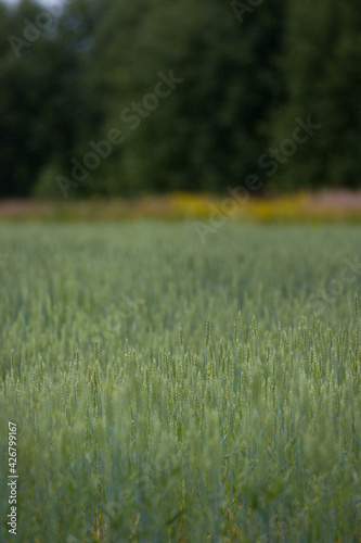Large field with wheat in the countryside. Young green rye ears in the field against the background of trees. Agriculture concept