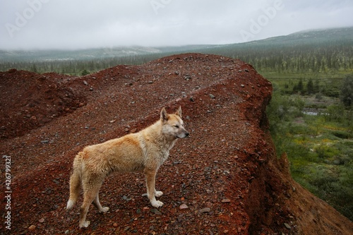 dog on top of a mountain by a cliff on the background of a forest landscape