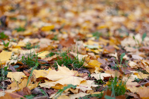 Autumn marple leaves on the grass and road. Natural background.