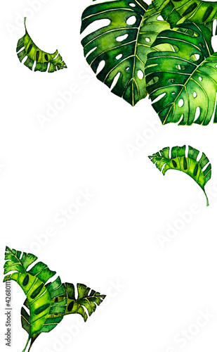 green background with border with leaves monstera. Tropical leaves of palm tree on white background.