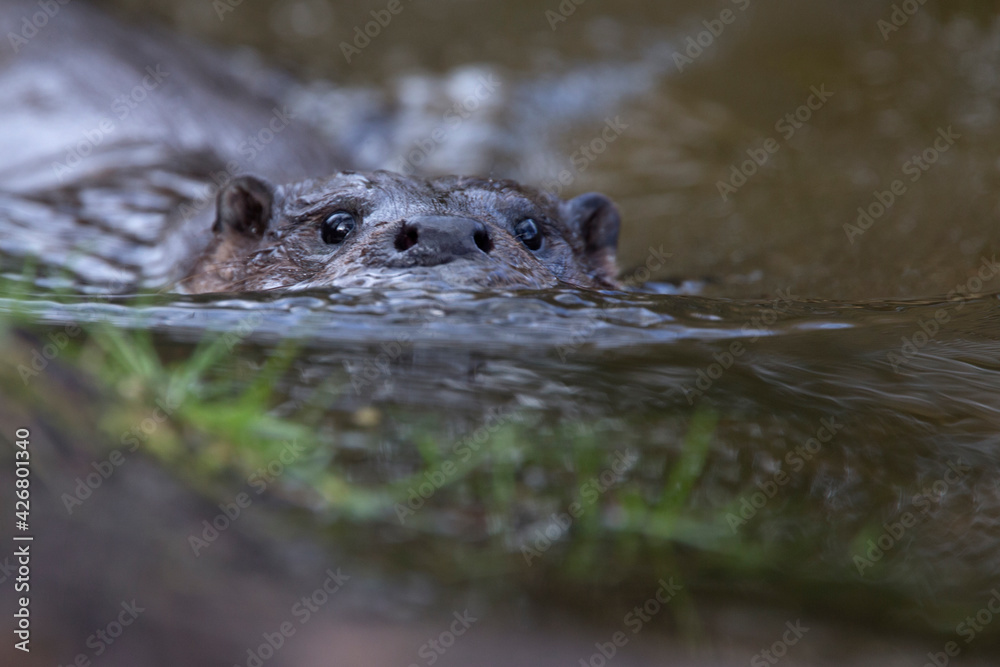 Obraz premium A wild female European Otter (Lutra lutra) swimming towards the cameraman in a river, Norfolk, UK.