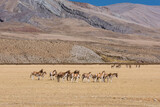 Wild burros in the Ali region of Tibet