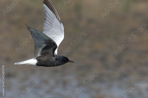 White-winged Tern (Chlidonias leucopterus), adult in summer plumage and in flight, Manavgat, Turkey. photo